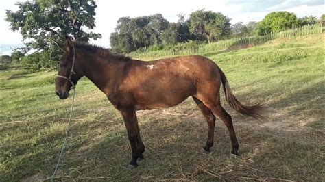 cruzamento de cavalo com jumenta nasce o que|Quando o CAVALO CRUZA com uma JUMENTA o que acontece